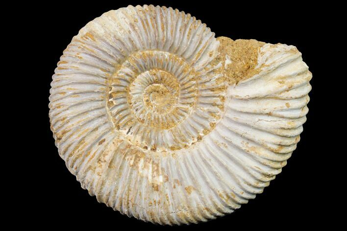 Jurassic Ammonite (Perisphinctes) Fossil - Madagascar #152785